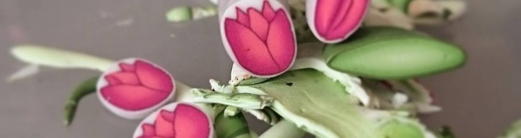 čerstvě řezané tulipány z fima - Fruitensse